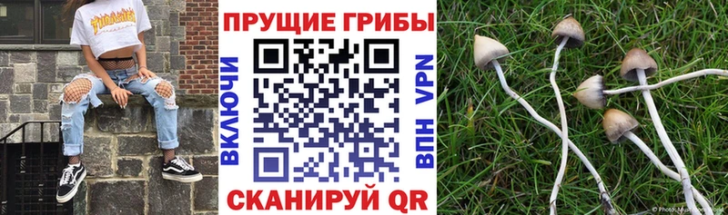 Галлюциногенные грибы Psilocybe  Макаров 